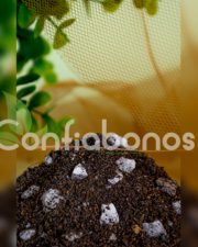 sustrato-cactus-y-suculentas